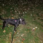 Chuck Simpson - @lax_life_dad_coach_bulldog - Instagram