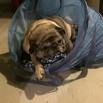 Chuck Swanson - @chuckswanson5 - Instagram
