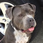 Chuck • Sweet Pea • Bruiser - @thewoodpitties - Instagram