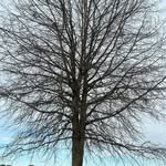 Chuck Sylvester - @the1chuck - Instagram