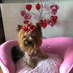 Tracy-Chuck Davits - @tracychuckdavits - Instagram