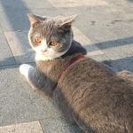 Chuck Zhang - @chuckzhang1361 - Instagram