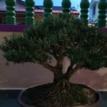 Chun Goh - @chun.goh.79 - Instagram