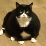 Moose aka Chungo Humongo - @chungohumongo - Instagram