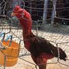 chương phạm gà vạn giã . - @chuongpham890 - TikTok