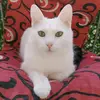 Cilee 🐱 - @cileee1233 - TikTok