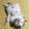 Cia Mia - @cia.mia0 - TikTok