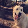 Cooper🐾 - @ciancooper20 - TikTok