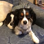 Cian Evans - Facebook