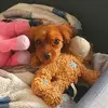 ciara burns - @ciara.burns87 - TikTok