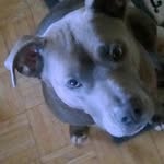 ciara dalton - @pitbull_nala_pup - Instagram