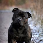 Ciara Dalton - @guard.dog.nation - Instagram