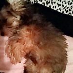 Ciara Henry - @divachic24 - Instagram