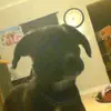 Ciara phillips - @ciaraphillipslovedogs - TikTok