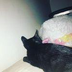 Ciara Stephenson - @thisunsernamewasavailable - Instagram