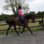 Ciara Walsh - @ciarawalsh_equine - Instagram