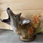Ciara Wright - @my.taxidermy - Instagram