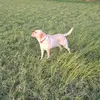 DOG_TOK - @ciaranduffy25 - TikTok