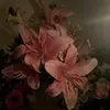 Sierra.holman311 - @i.love.coltonnnn0 - TikTok