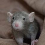 Ciera Willis - @rat.on.crack - Instagram