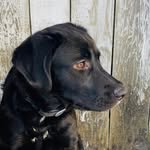 Cincinati Smith - @summitwoodworks - Instagram