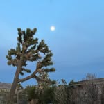 Cindi Anderson, PhD - @joshua_tree_mythologist - Instagram