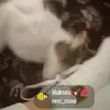 CINDY POISON - @cindy.poison - TikTok