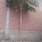 Cindy V Piloy Mamani - Facebook