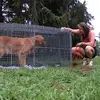 Cindi Strong - @cindis_animal_services - TikTok
