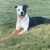 Cyndi Young - @miller_the_sweet_staffy - TikTok