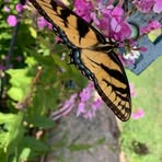 Cindy Arndt - Facebook