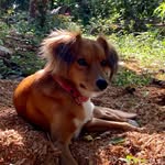Cindy Fox Azevedo - @cindydogoficial - Instagram