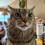 Cindy Bales Stockdale - @volcat76 - Instagram
