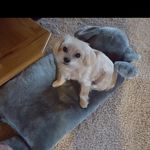 Cindy Barrett - @cindybarrett8195 - Instagram