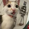 cindy barrow - @cindy.barrow - TikTok