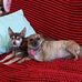 Cindy Bates - Facebook