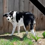 Cindy Baugh - @baughwolf - Instagram