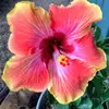 Cindy Betts - @cinisinks - TikTok