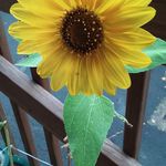 cindy bolduc - @cindybolduc475 - Instagram
