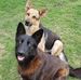 Cindy Boswell - Facebook