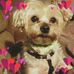 Cindy Bowser - Facebook