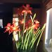 Cindy Boyle - Facebook