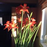 Cindy Boyle - @cindy.boyle.927 - Instagram