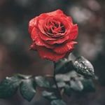 Cindy Brewster - @cindy.brewster.39 - Instagram