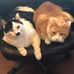 Cindy Brough - Facebook