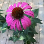 Cindy Buchanan - @cindy.buchanan.142 - Instagram