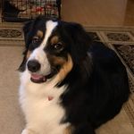Cindy Butcher - @myhondomyheartdog - Instagram