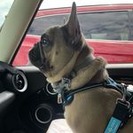 Cindy Callaway - @bleufrenchbulldog2020 - Instagram