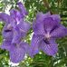 Cindi Canfield - Facebook