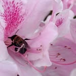 Cindy Jones Cavender - @flowergirlcc - Instagram